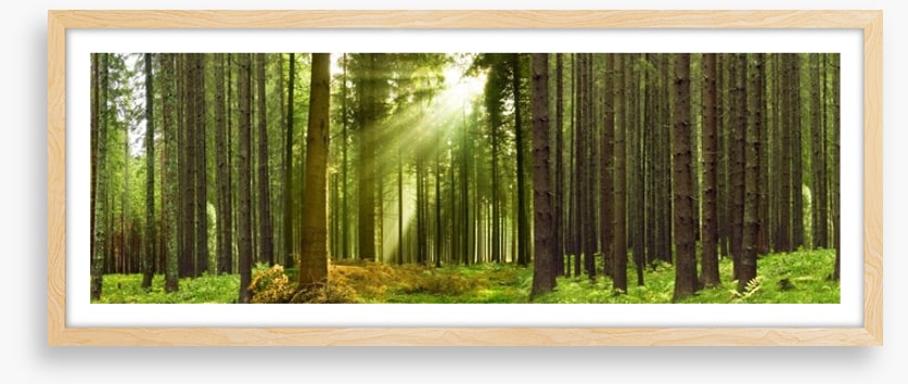 Sunlight forest panorama