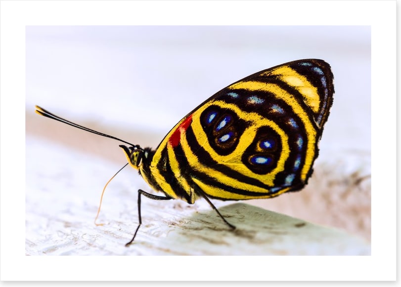 Insects