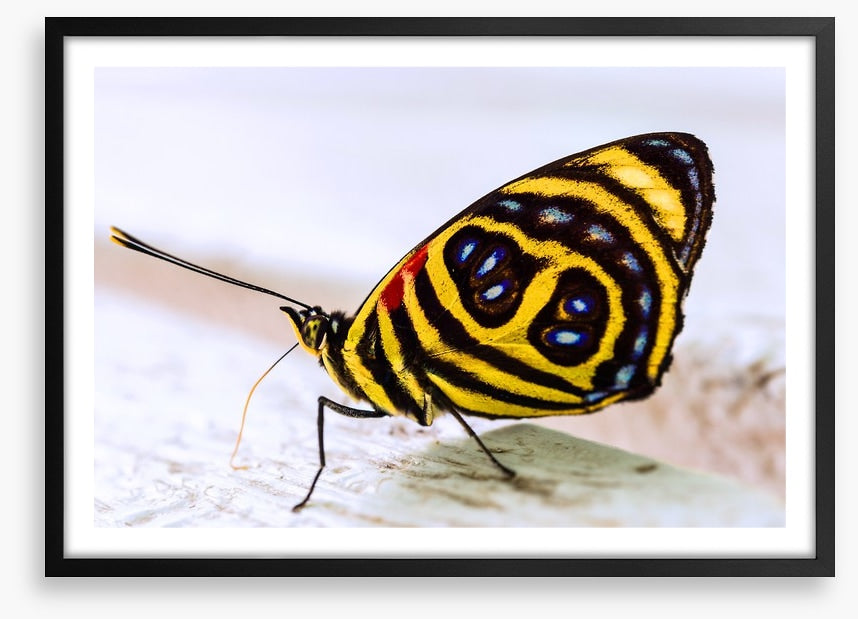 Insects