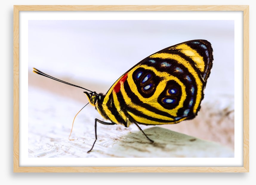 Insects