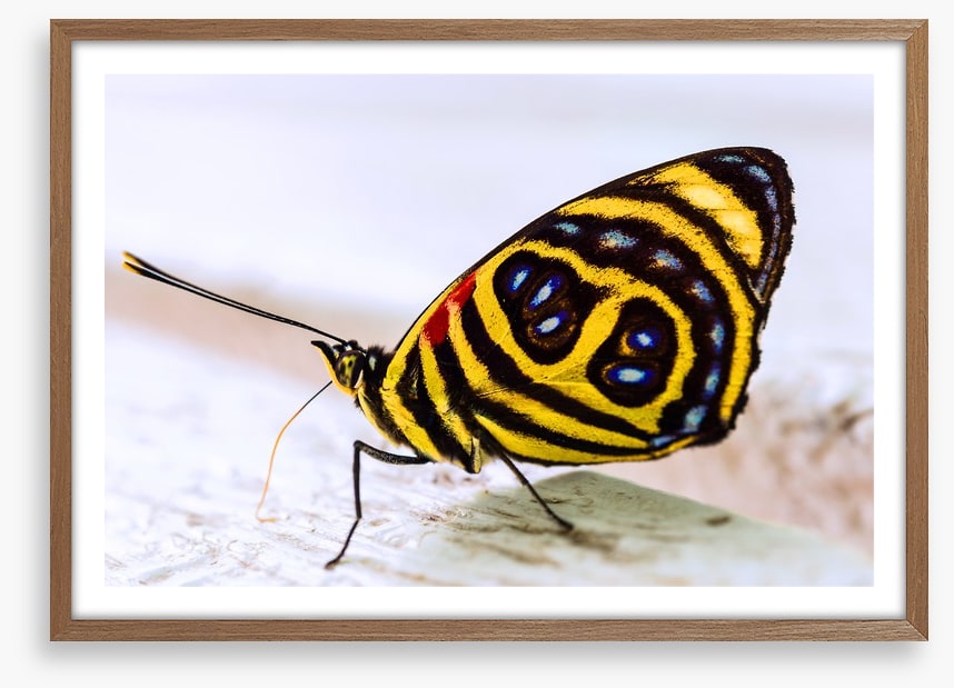 Insects