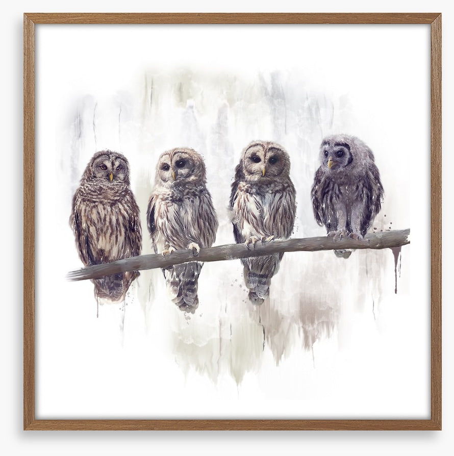 Owl rendez-vous