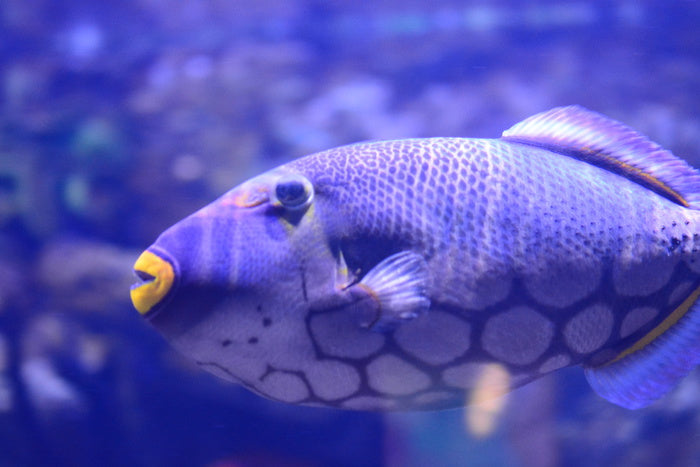 Wearing yellow lipstick