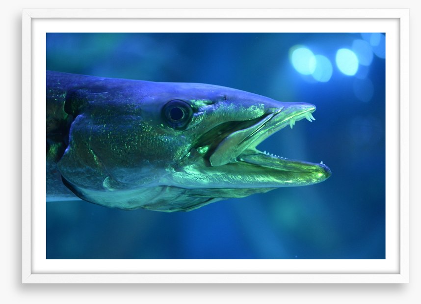 Fish / Aquatic