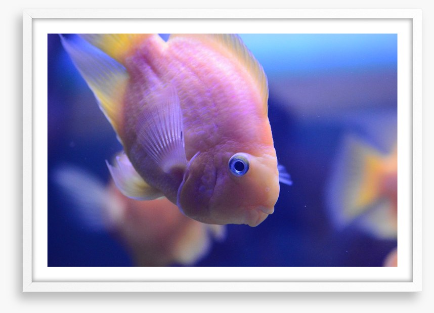 Fish / Aquatic