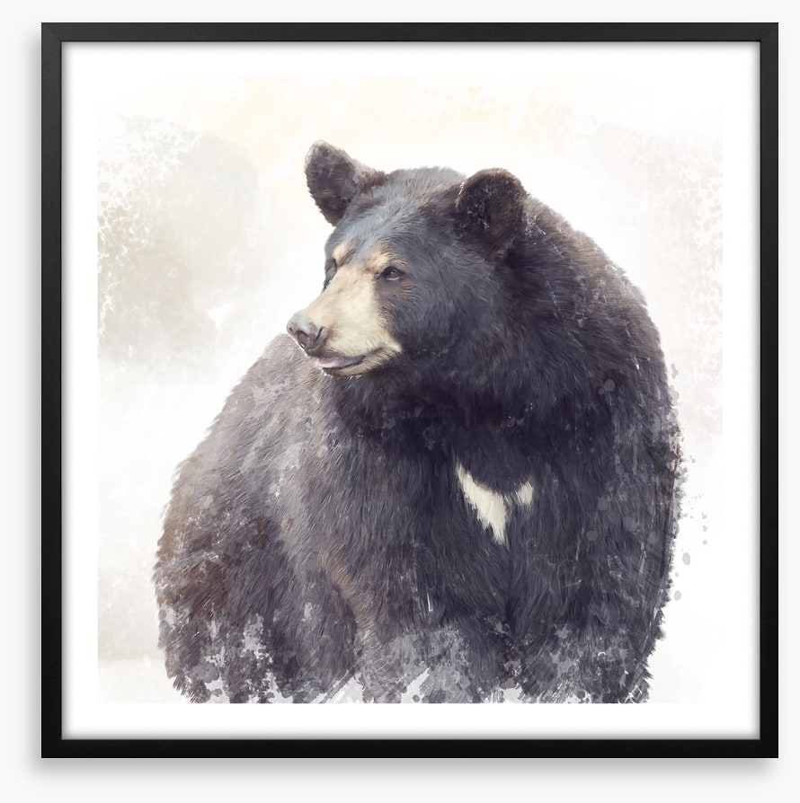 The black bear