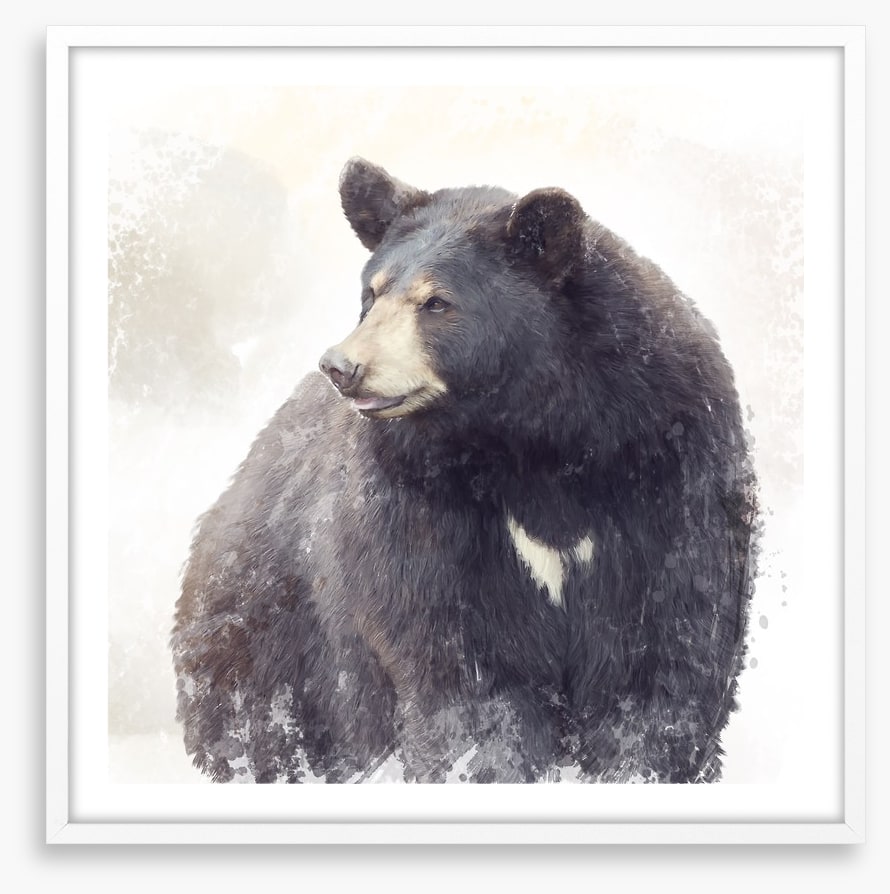 The black bear