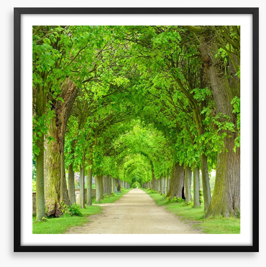 Green tree tunnel