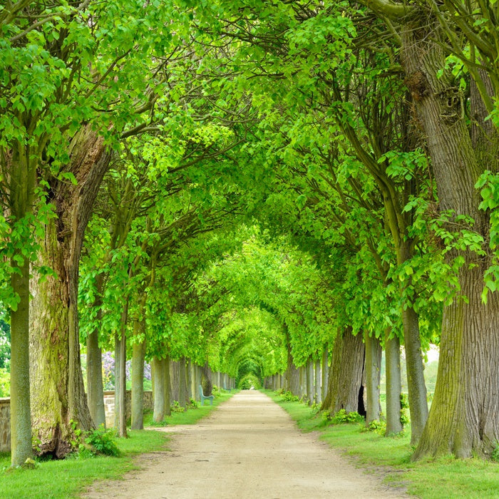 Green tree tunnel