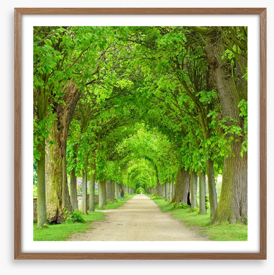 Green tree tunnel