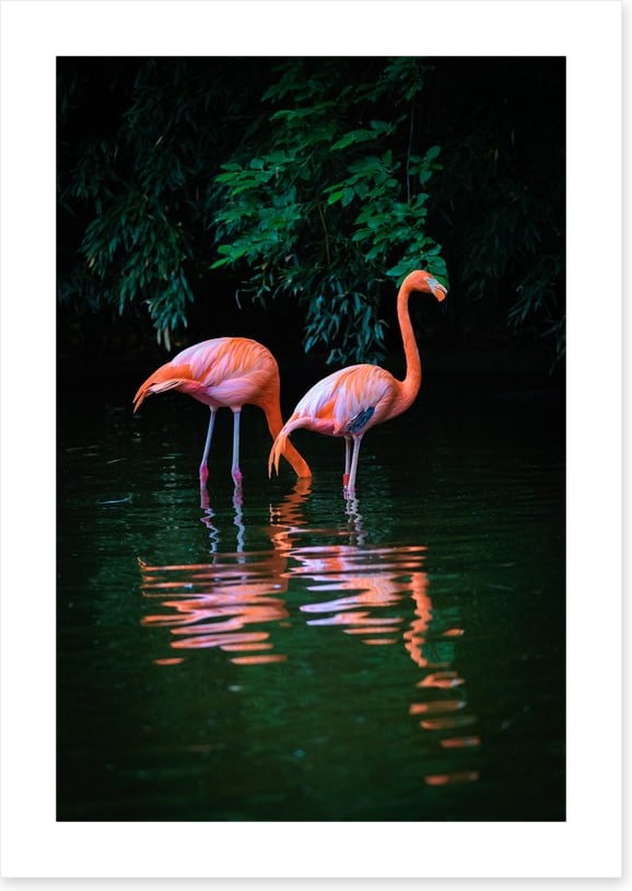 Flamingo reflections