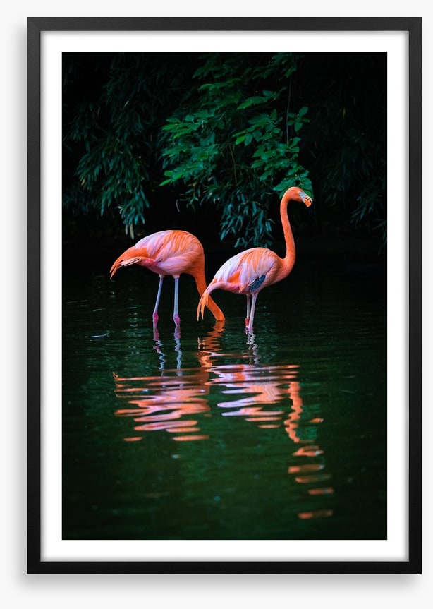 Flamingo reflections