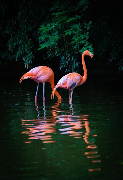 Flamingo reflections