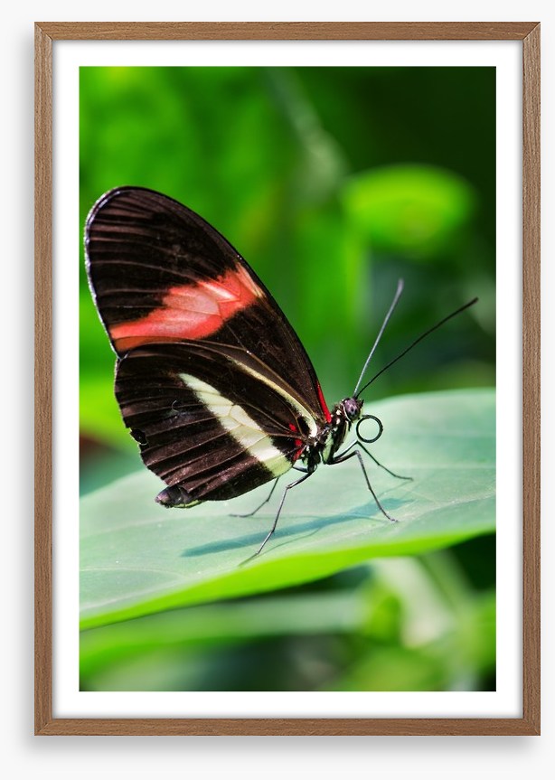 Insects