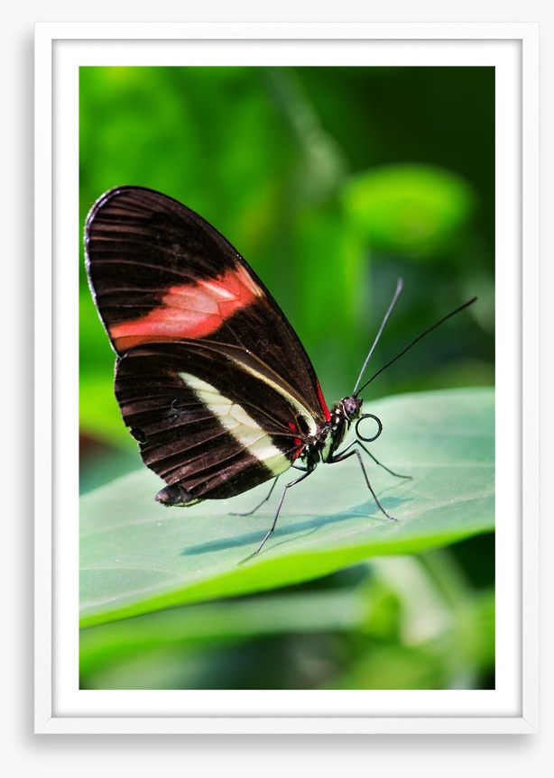 Insects