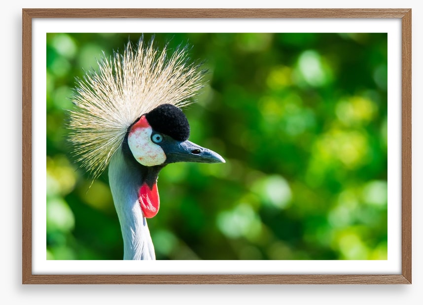 Grey crowned crane
