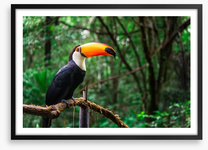 Toucan tropics