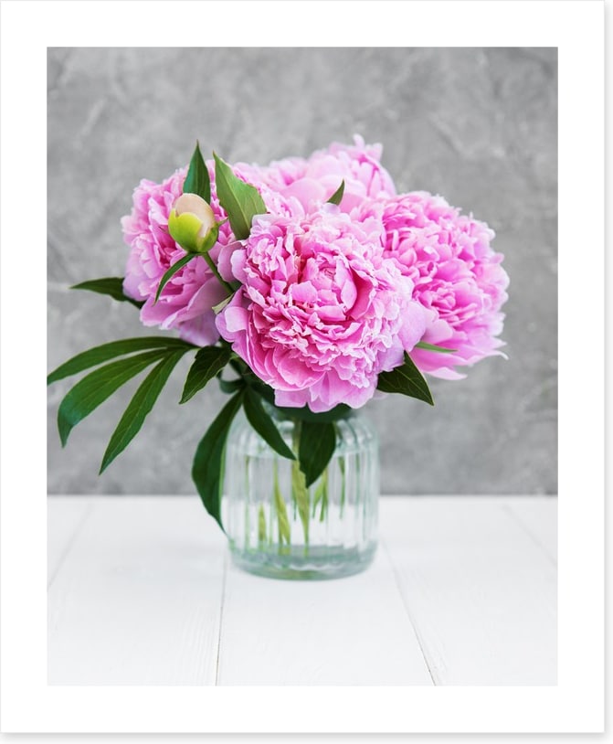Peony pretty