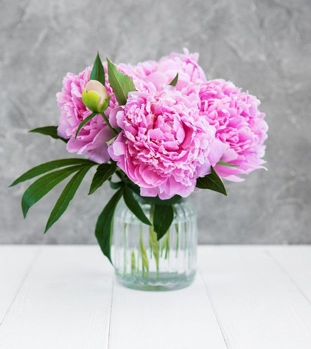 Peony pretty