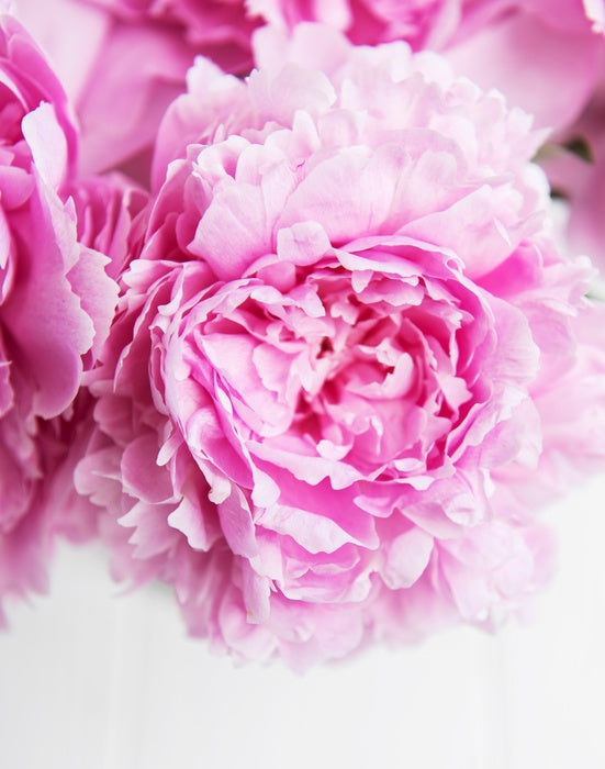 Pink peony petals 2