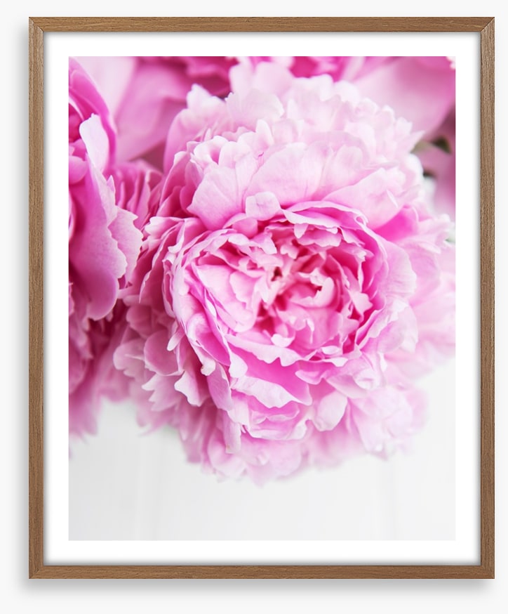Pink peony petals 2
