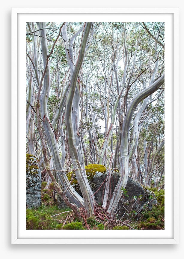 Snow gums in spring