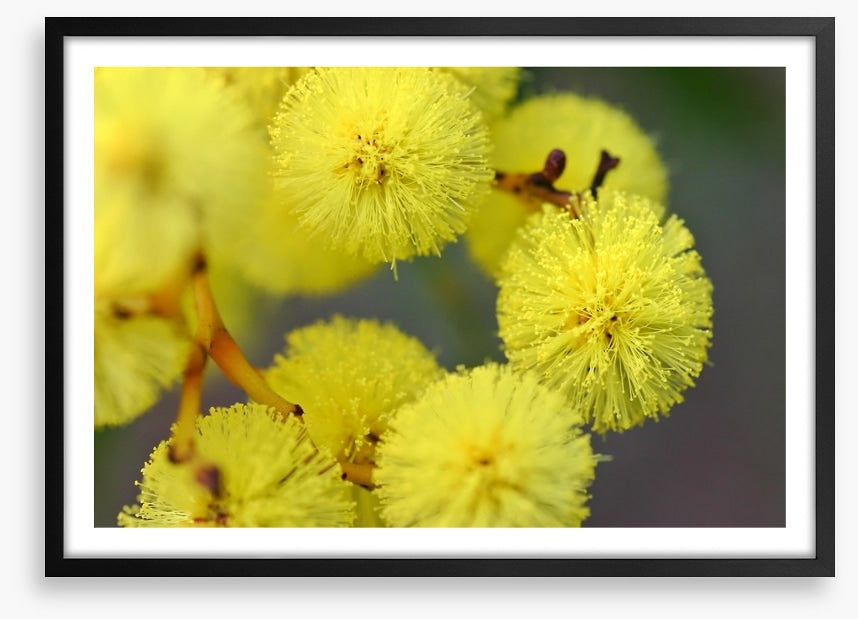 Australian wattle