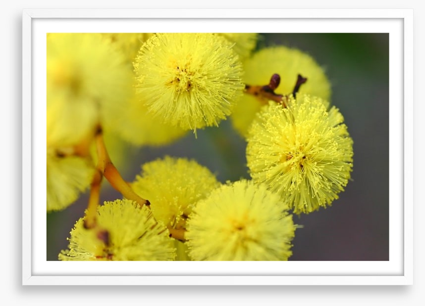Australian wattle