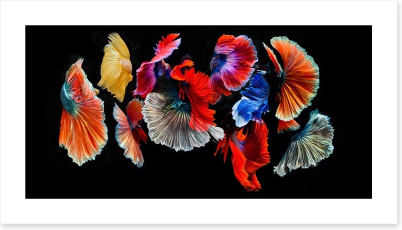 Fighting fish