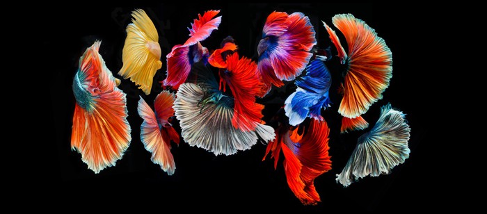 Fighting fish