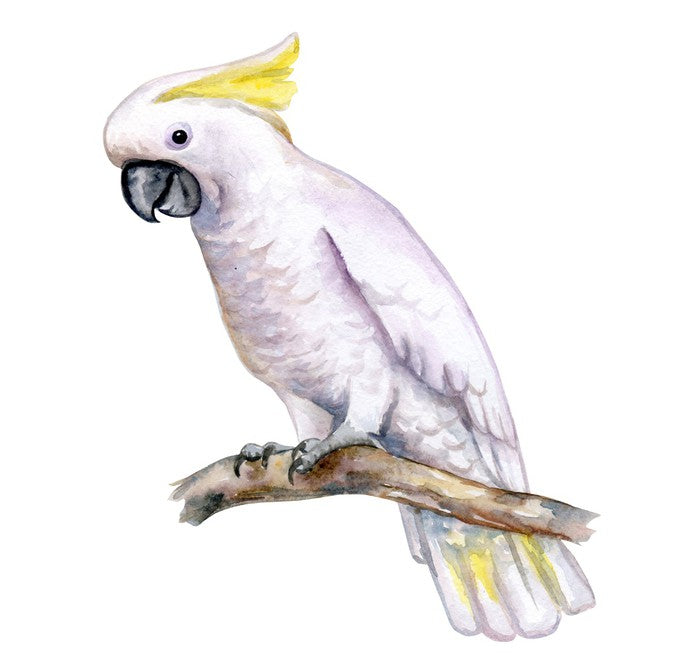 The white cockatoo