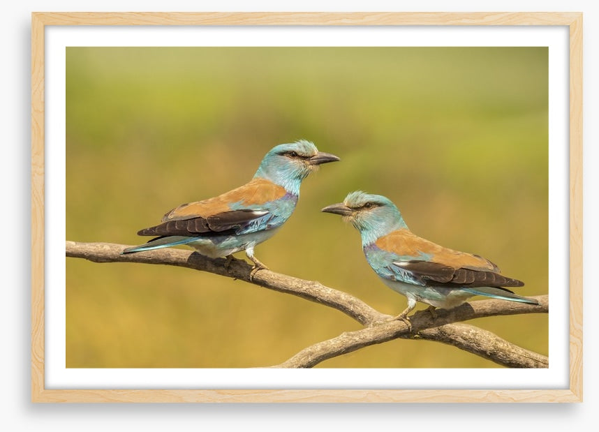 Birds
