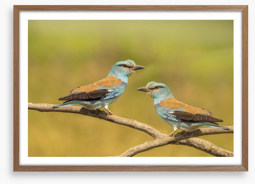 Birds
