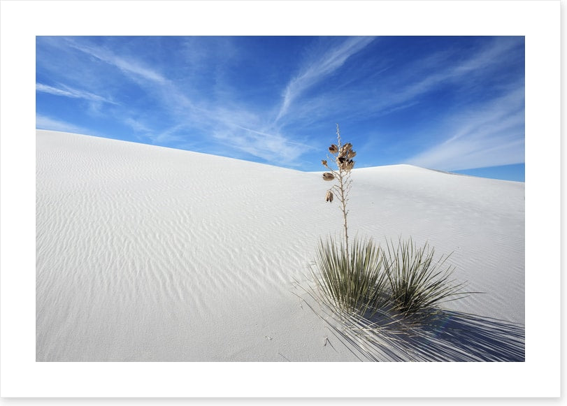 Desert