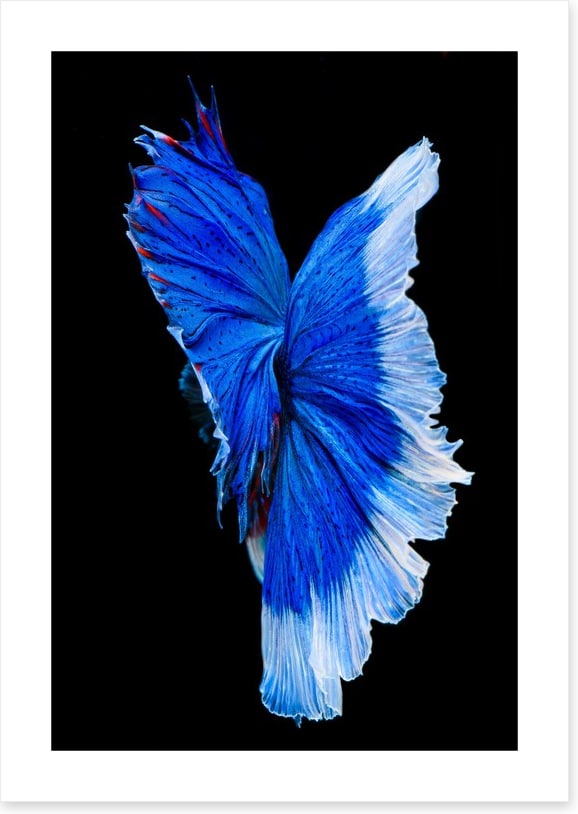 Betta blue