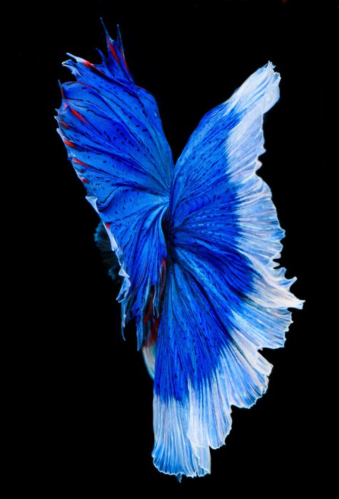 Betta blue