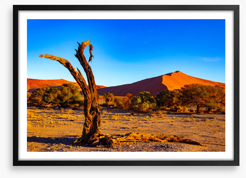 Desert