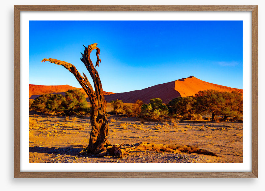 Desert