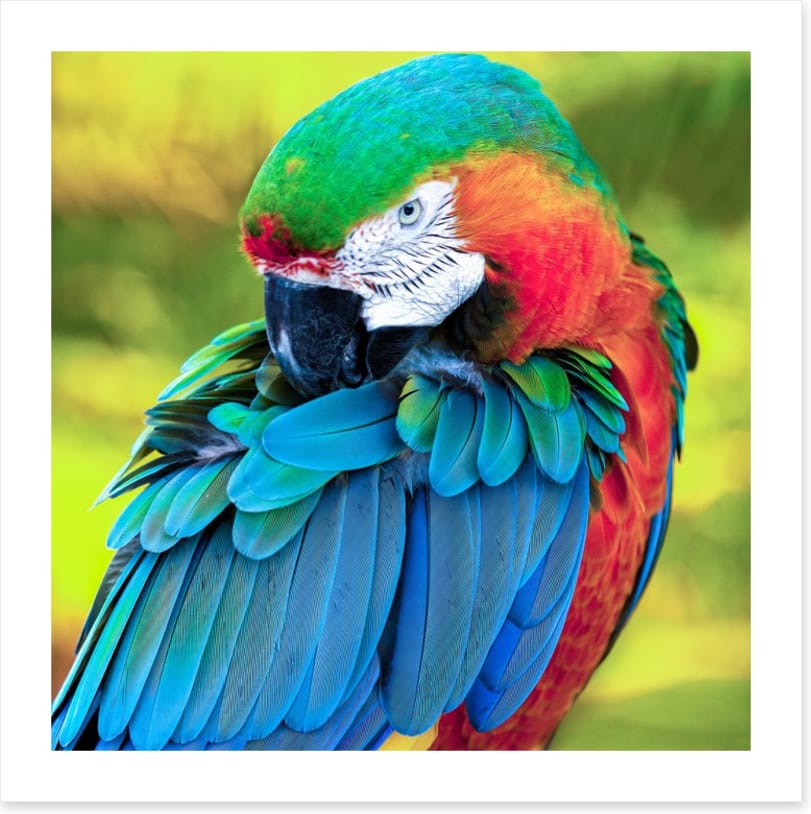 Pretty Polly