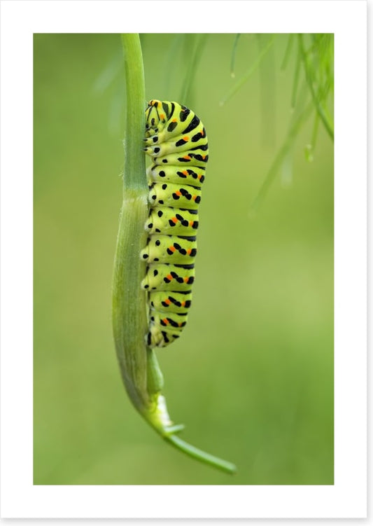 Caterpillar camouflage