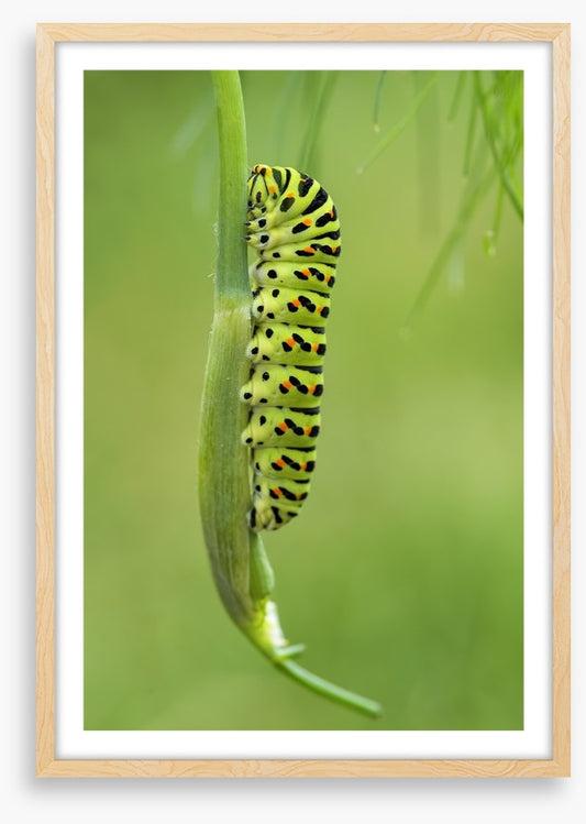 Caterpillar camouflage