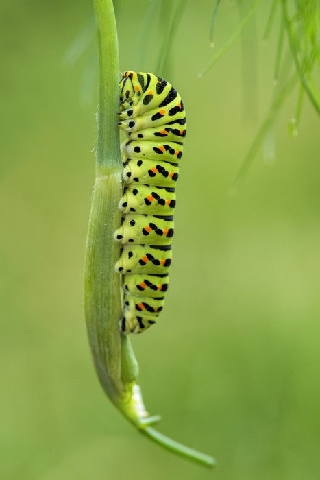 Caterpillar camouflage