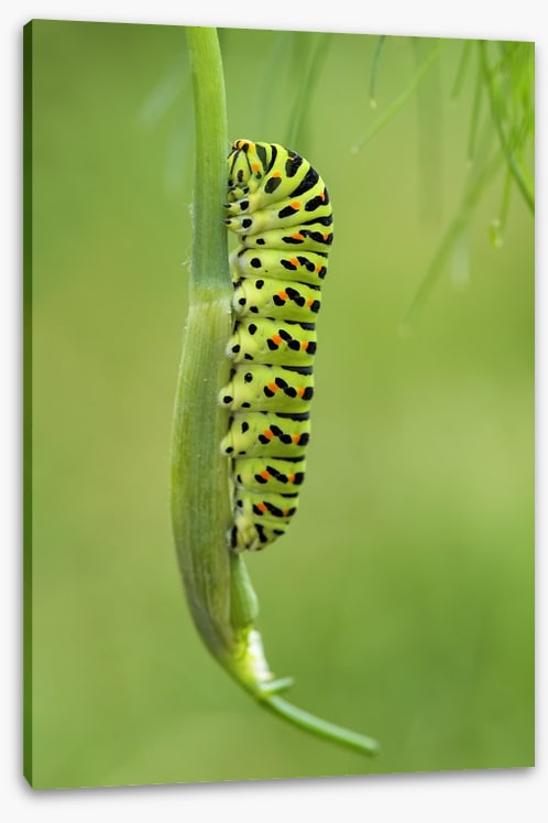 Caterpillar camouflage