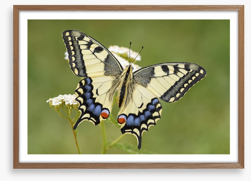 Insects