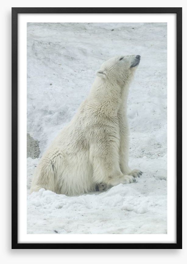 Polar bear stretch