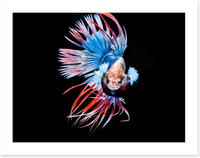 Fish / Aquatic