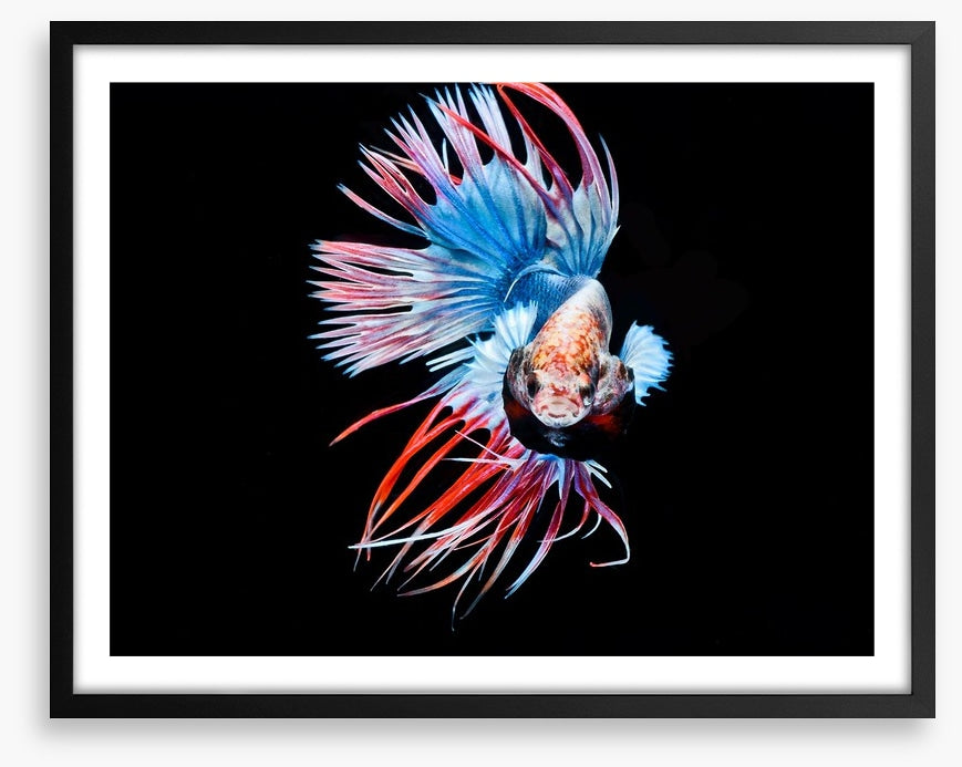 Fish / Aquatic