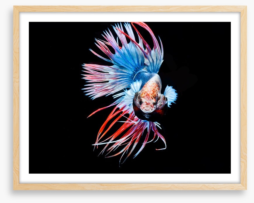 Fish / Aquatic