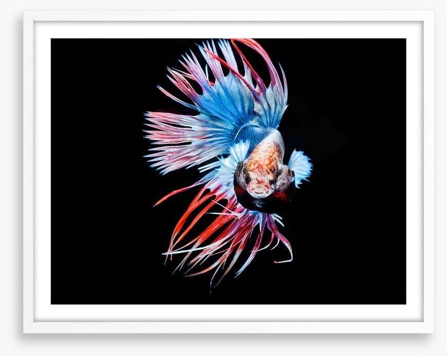 Fish / Aquatic