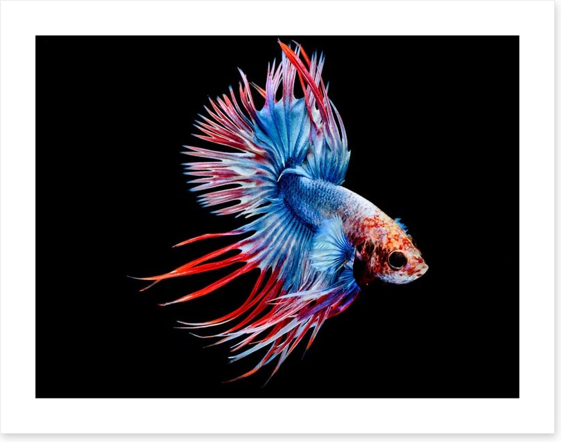 Fish / Aquatic